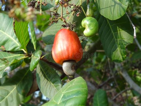 Cashew Fruit Stock Photo - Image: 46411352