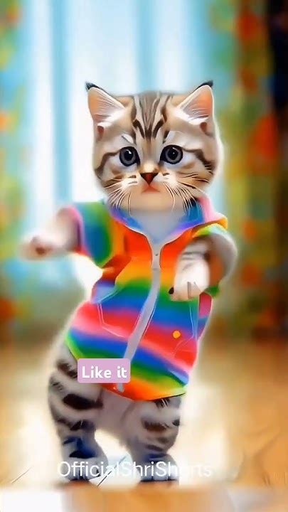 Cute Cat Dance Cat Viral Dance Cat Cute Youtube