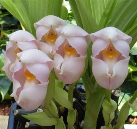 Amazing Botanical World Swaddled Baby Plant A Plant With Flowers