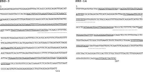 In Vivo Satb Binding Sites Contain Atc Sequences The Nucleotide