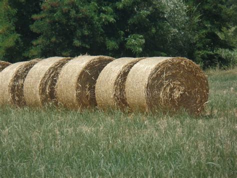 Round Bales Of Hay On The Grass Stock Image Image Of Country