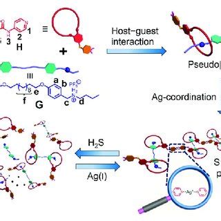 Schematic Representation Of Assembly Of Supramolecular Polymers And Its