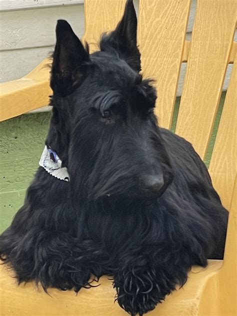 Scottish terriers 101 an overview of the scottie dog breed – Artofit