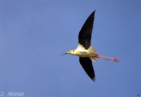 R Surcando El Cielo Juanjo Alonso Garcia Flickr