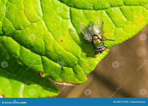 Common Green Bottle Fly Lucilia Sericata Stock Image Image Of