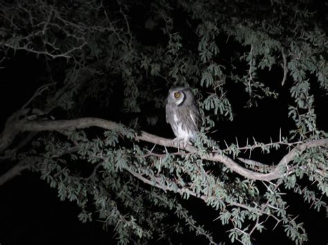 One Of The Smallest Owl Species We Have Southern White Faced Owl