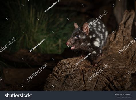 Eastern Quoll: Over 40 Royalty-Free Licensable Stock Photos | Shutterstock