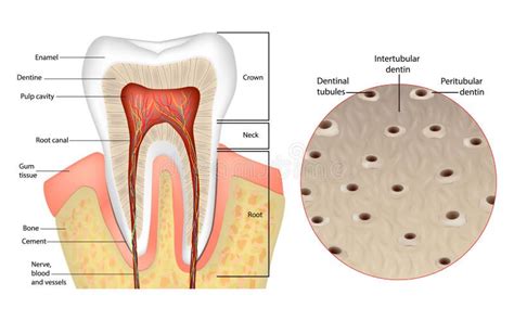 Dentin or Dentine Structure. Intertubular Dentin, Peritubular Dentin ...