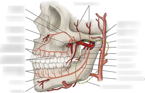 Pathway Of Maxillary Artery Diagram Quizlet