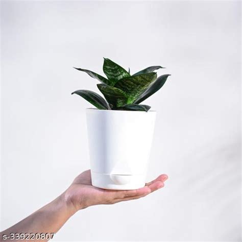 5 INDOOR PLANTS