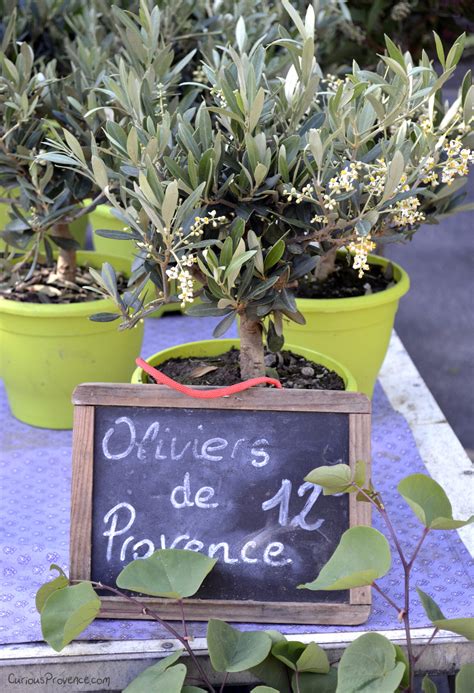 Potted Olive Tree Care - Curious Provence