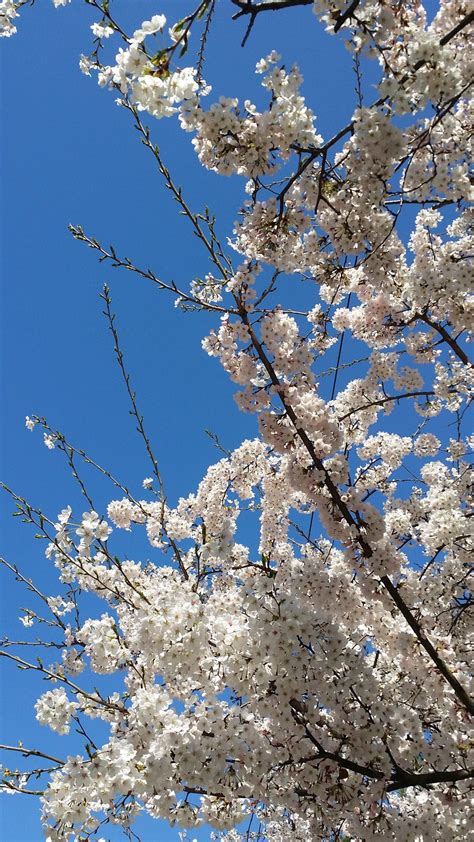 Flor De Cerejeira Cereja Primavera Foto Gratuita No Pixabay Pixabay