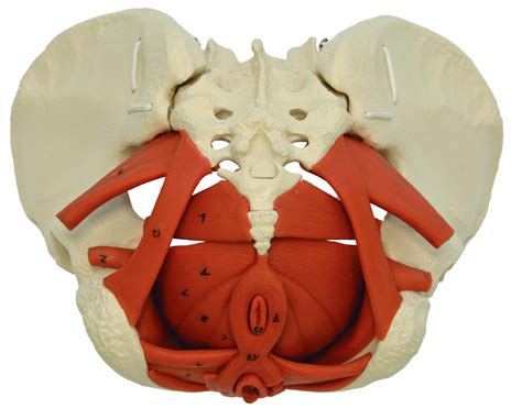 Weibliches Becken Mit Beckenbodenmodell Anatomische Modelle Anatomy