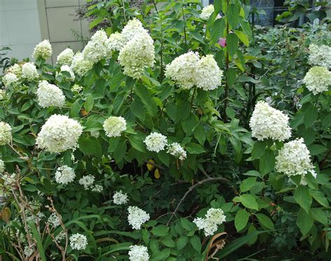 Hydrangea Paniculata Limelight Riverside Garden Centre