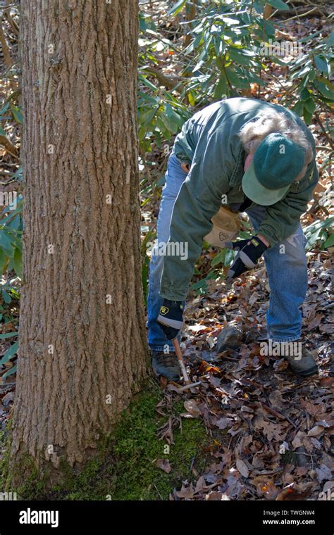 A Arborist Uses A Small Hammer To Sound Out Diseased Areas In The Trunk Of A Large Forest Tree