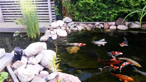 Small Backyard Koi Pond - The Backyard Gallery