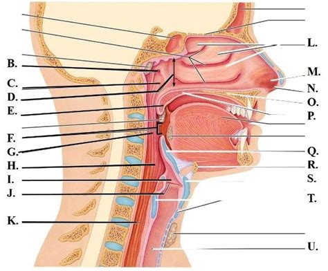 Upper Respiratory System Diagram Quizlet