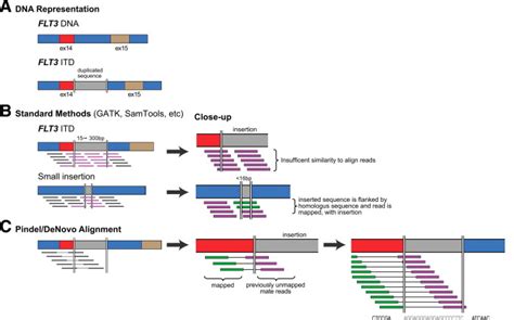 Detection Of FLT3 Internal Tandem Duplication In Targeted Short Read