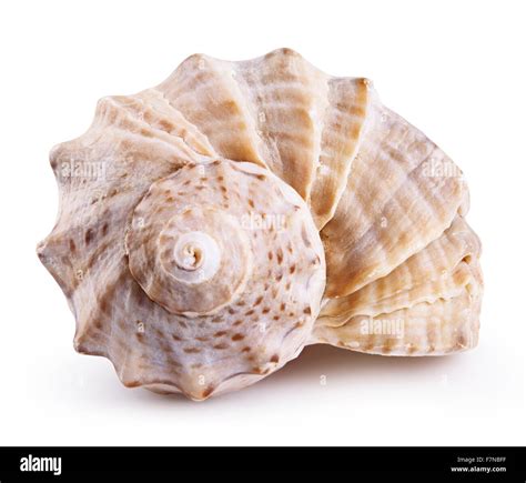 Sea Shell Isolated On A White Background Clipping Path Stock Photo Alamy