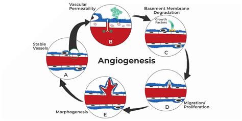 Angiogenesis Mechanisms Types Importance Application