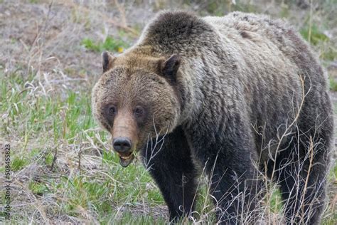 A Wild Grizzly Bear Known As Felicia In The Greater Yellowstone