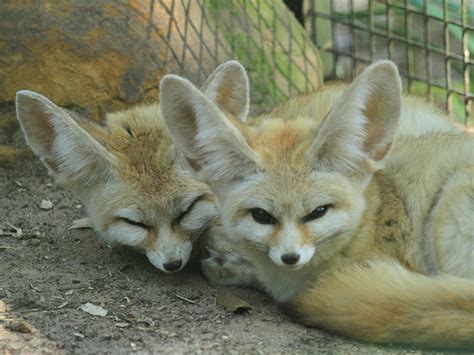 Fennec Fox | Alexandria Zoo