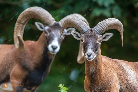 Europ Ische Mufflons Ovis Gmelini Musimon Bild Bestellen Naturbilder