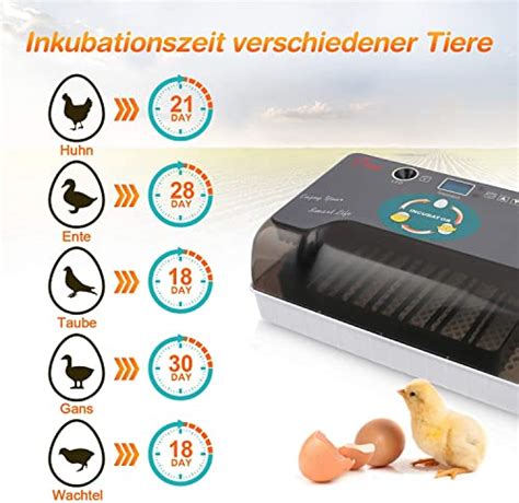 Couveuse Incubateur Oeuf Automatique 12 Oeufsincubateurs Avec