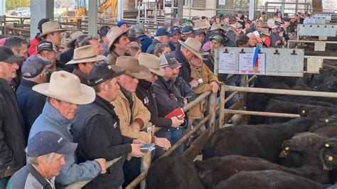 Cattle Prices Wangaratta Store Cattle Tested At Huge Yarding The