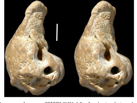 Figure 23 from Herpetocetus morrowi (Cetacea: Mysticeti), a new species of diminutive baleen ...