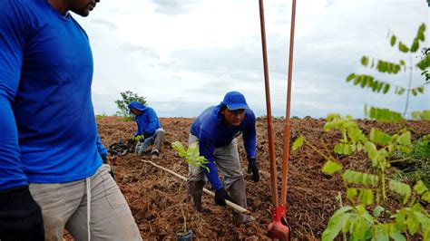 Sarah Romero Por Qué Plantar Millones De árboles No Es La Solución Al Cambio Climático