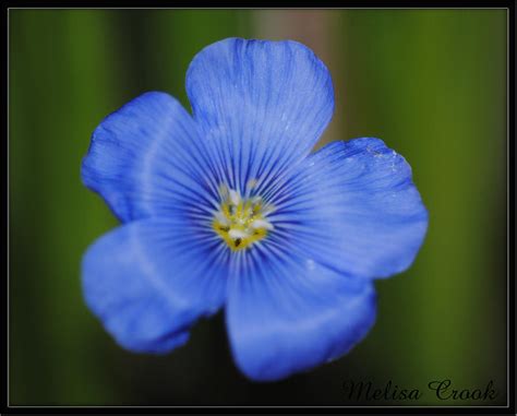 Bright Blue Flower Photograph By Melisa Crook Fine Art America