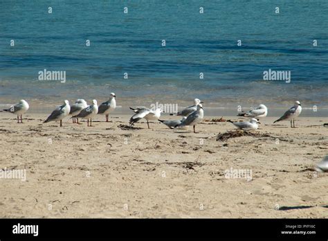 Busselton Australia, seagulls on the beach Stock Photo - Alamy