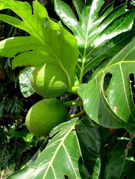 How To Grow A Breadfruit Tree To Unlock Abundance And Food Security