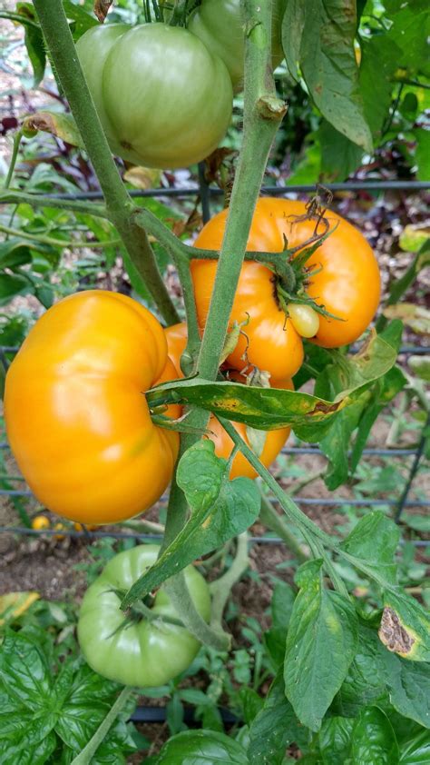 Tomato Yellow Brandywine Organic