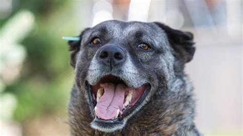 Les chiens pleurent lorsqu ils retrouvent leur maître affirme une étude