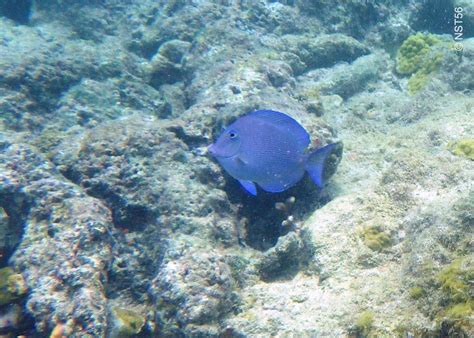 Snorkeling in Galley Bay, Antigua | Snorkeling in Antigua and Barbuda