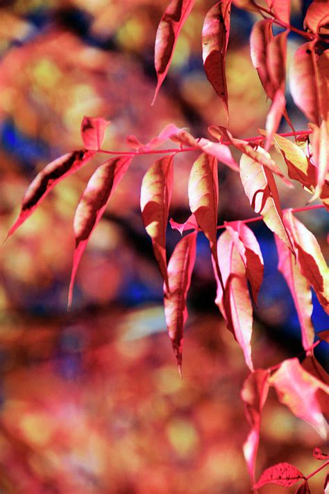 Pistachio Tree 1 Photograph By Pauline Darrow Fine Art America