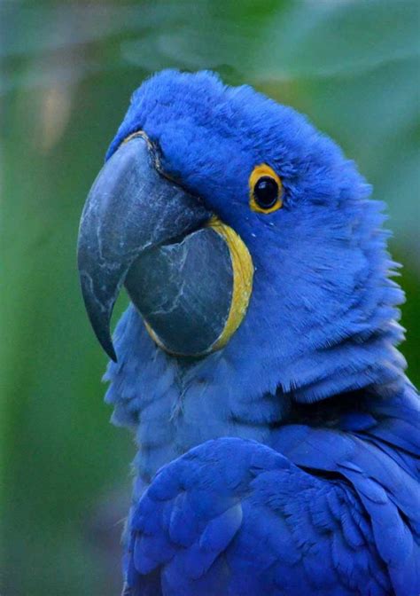 Hyacinth Macaw (facts and care) - Pets-Society