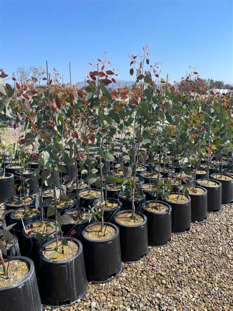 Eucalyptus Prava Devil Mountain Wholesale Nursery