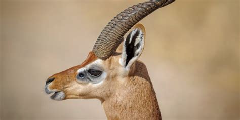 Así es el gerenuc, la gacela jirafa de la sabana africana