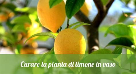 Coltivare Il Limone In Vaso Orto24