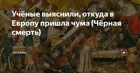 Учёные выяснили, откуда в Европу пришла чума (Чёрная смерть) | НаукаPRO ...