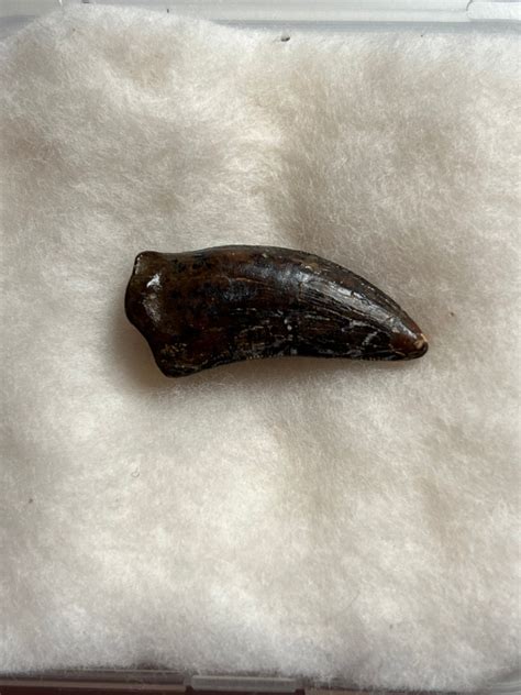 Nanotyrannus Tooth Pierson Fossil Company Llc