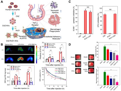 A Schematic On Development Of Human Neutrophil Membrane Derived