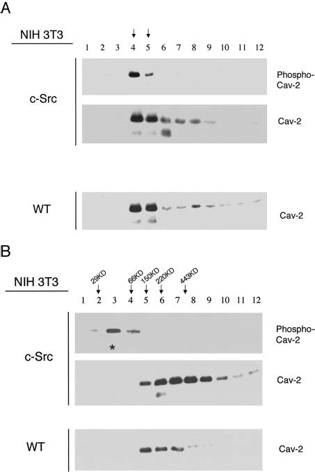 Src Induced Phosphorylation Of Caveolin On Tyrosine Journal Of