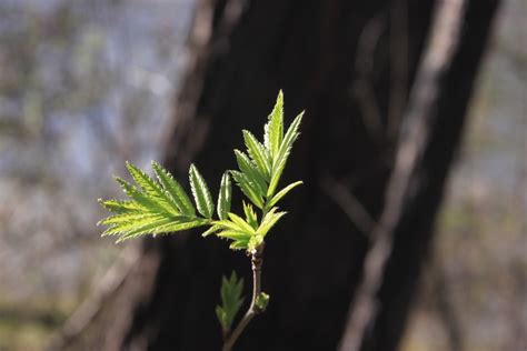 Kostenlose Foto Baum Natur Wald Gras Ast Sonnenlicht Blatt