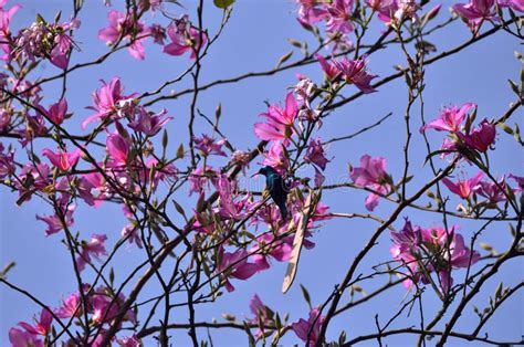 Bauhinia Acuminata White Kanchan Flower Stock Image Image Of Bearing