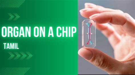 Organ On A Chip Microfluidics Badhusha Explained In Tamil Youtube