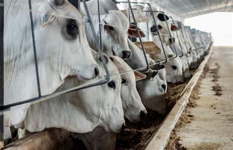 Mato Grosso Registra Crescimento De No Abate De Bovinos E Refor A